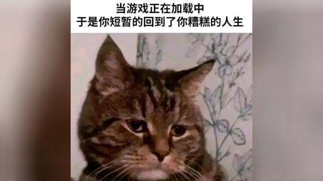 一些有趣的meme梗图