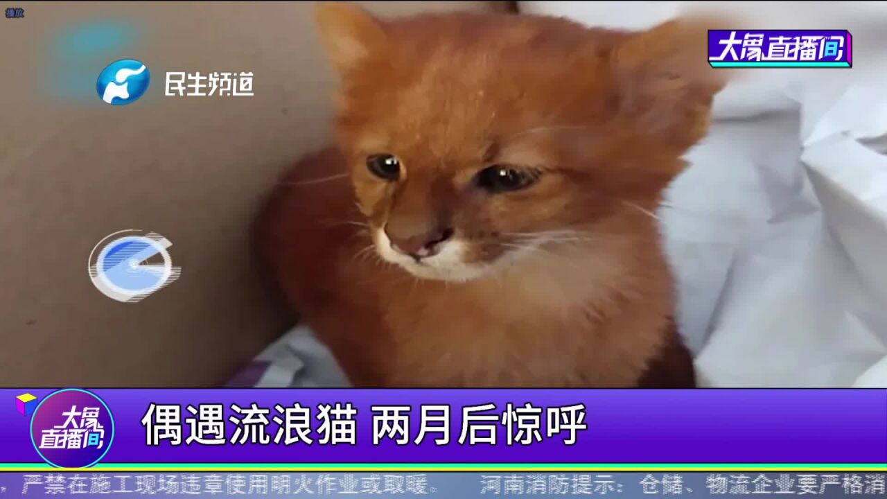 偶遇流浪猫,两月后惊呼