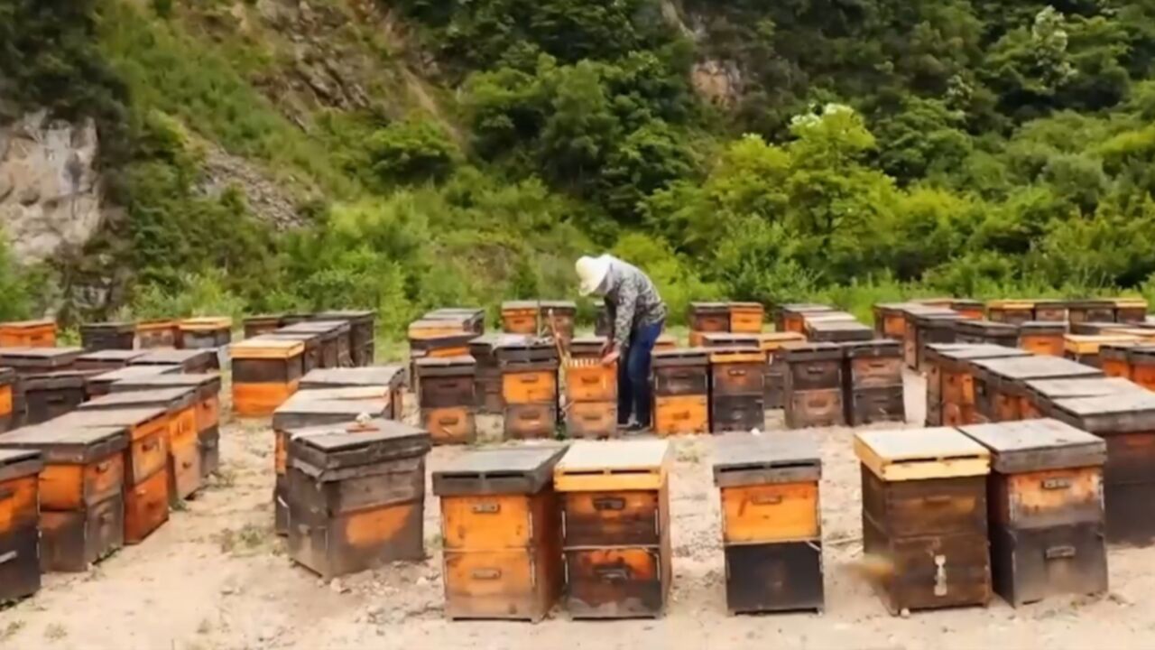 甘肃省清水县勤劳的养蜂人,他们是大地上寻找花朵的人