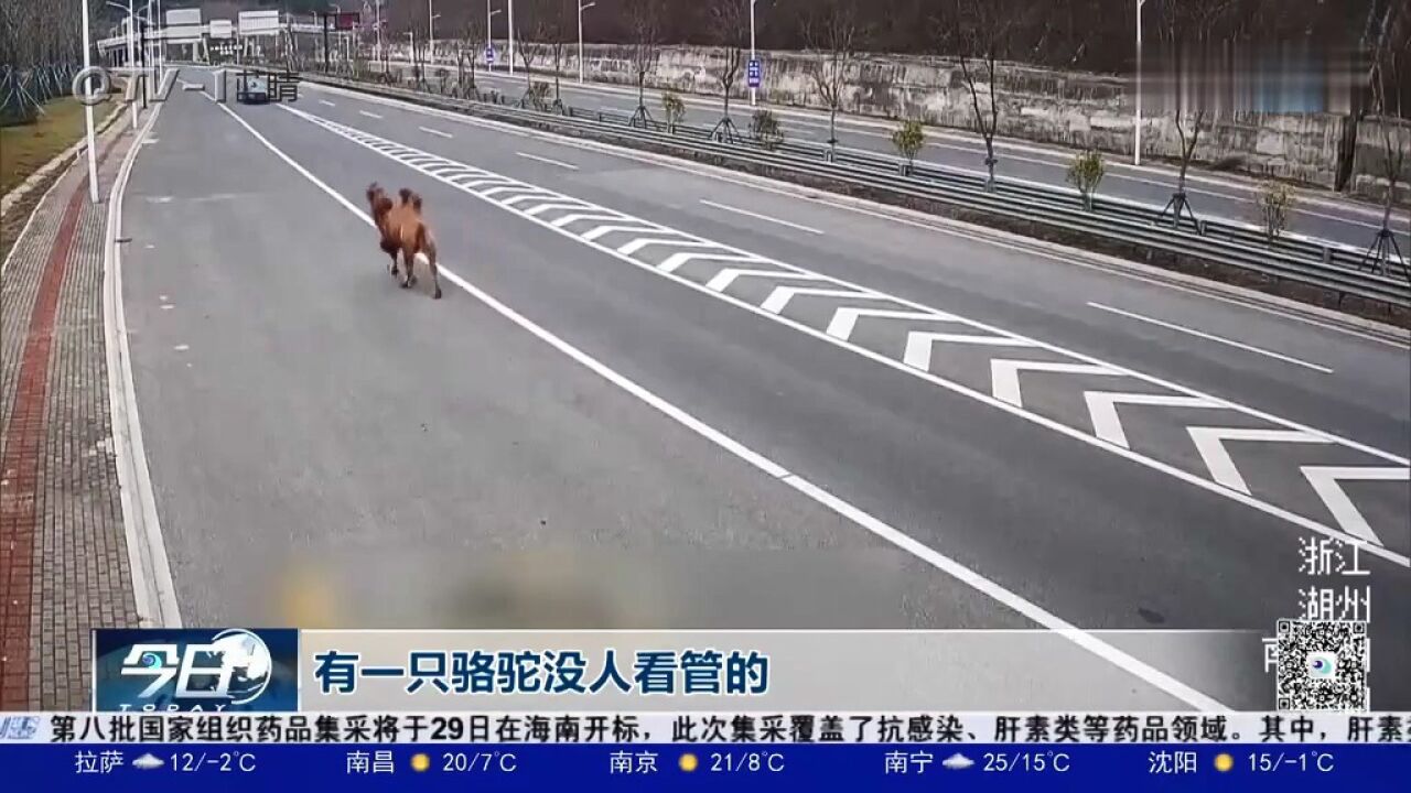 “吉祥物”骆驼逃跑,公路上撒野狂奔