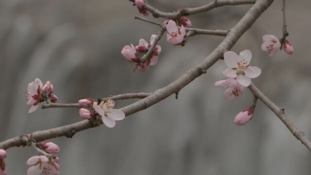 颐和园山桃花进入盛花期 西堤“桃柳夹岸”美景重现