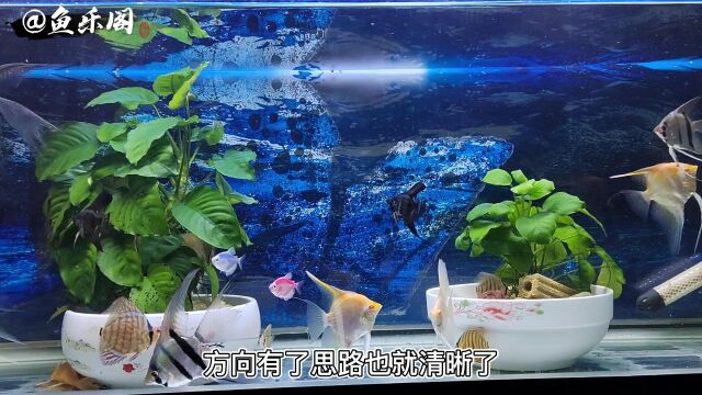 新手养鱼如何养水?养水的目的是什么?