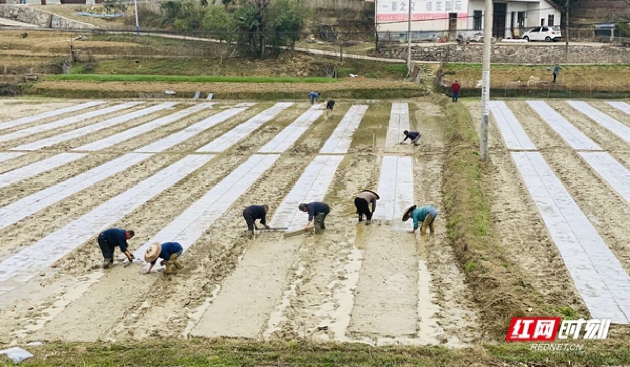 邵阳市农业农村局:农技专家勤指导 种植大户春耕忙