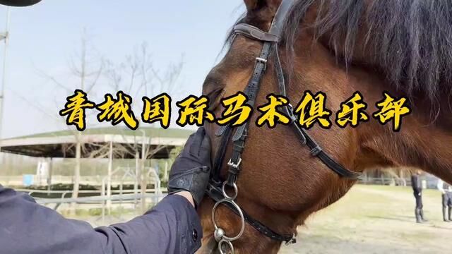 体验贵族骑马运动,来川西青城马术俱乐部,团49.9儿童体验#马术俱乐部 #会骑马的人有多帅 #我们一起策马奔腾吧 #马术俱乐部