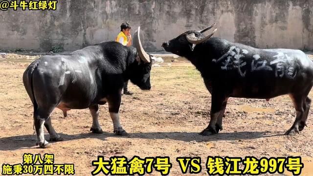 大猛禽VS钱江龙 #牛王争霸赛 #斗牛视频 #牛气冲天