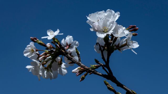 2023武汉赏花季⠂𗂠东湖樱园樱花香飘云天外