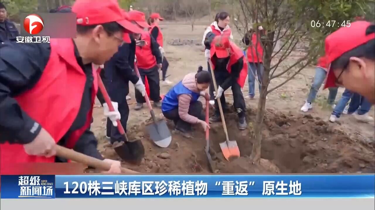 120株三峡库区珍稀植物“重返”原生地