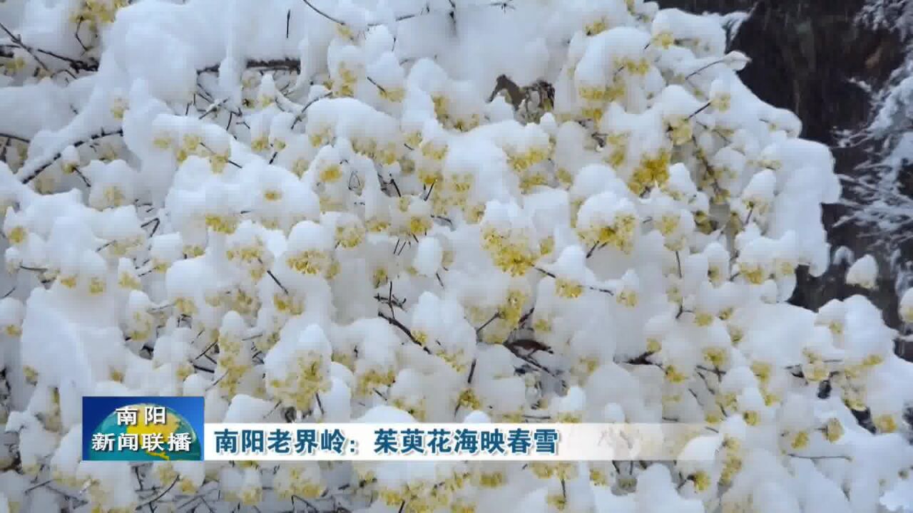 南阳老界岭:茱萸花海映春雪