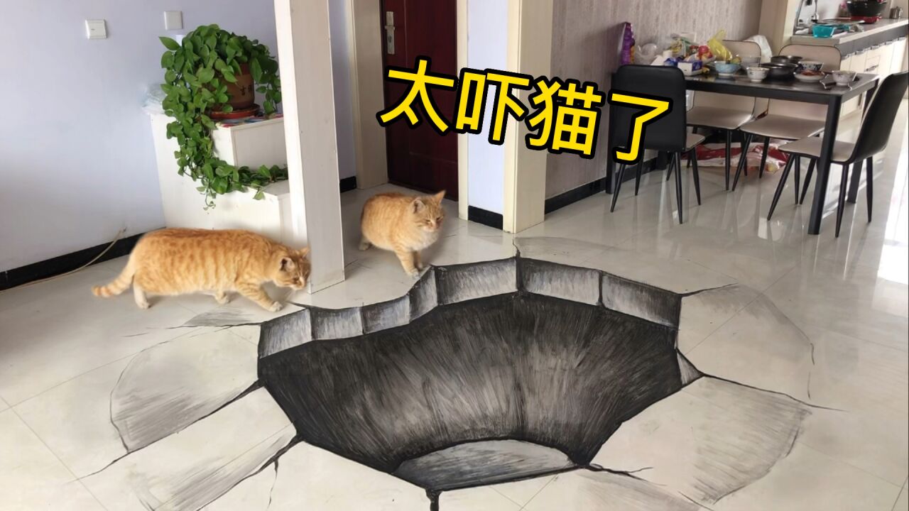 在家门口画一个坑,猫看到腿都吓软了,哈哈哈