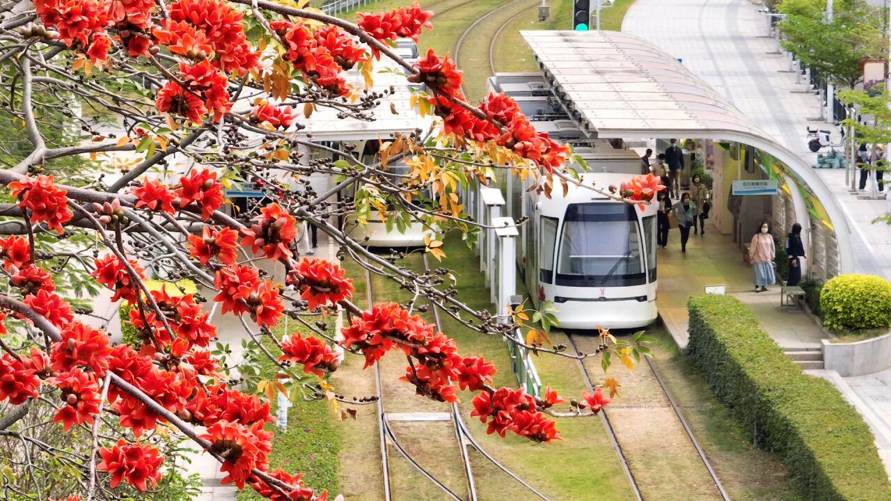 打卡广州“春日限定”:几树半天红似染,木棉花开满羊城