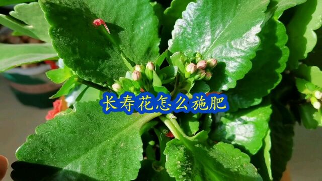 长寿花怎么施肥