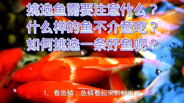 挑选鱼需要注意什么?什么样的鱼不介意吃?如何挑选一条好鱼呢?