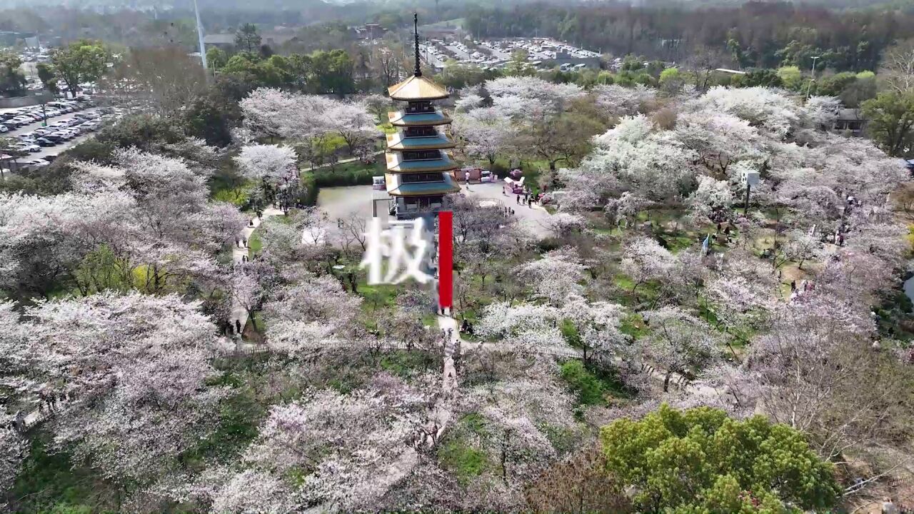 【视频】东湖樱花园周末迎赏花潮