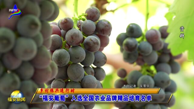 20231009“福安葡萄”入选全国农业品牌精品培育名单