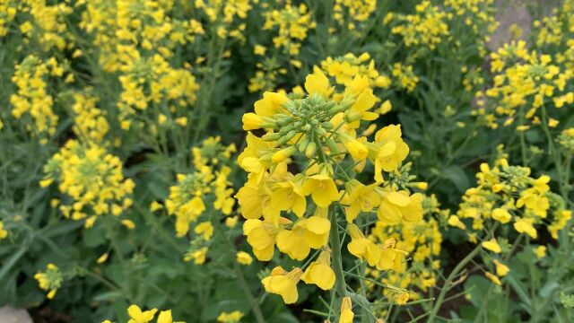 油菜花开了,花香满园,遍地金黄.