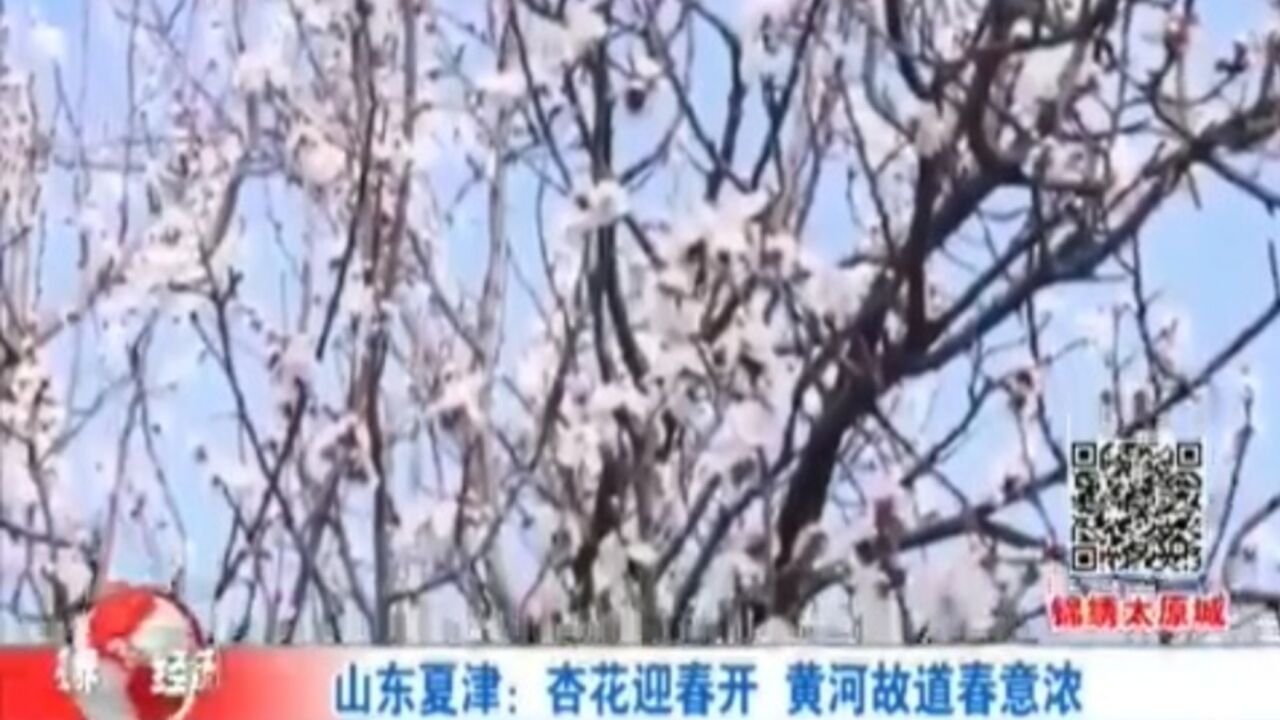 山东夏津:黄河故道边,杏花绽放,春意正浓