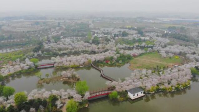 移步换景皆为花海,湖北沙洋花海景观不谢幕