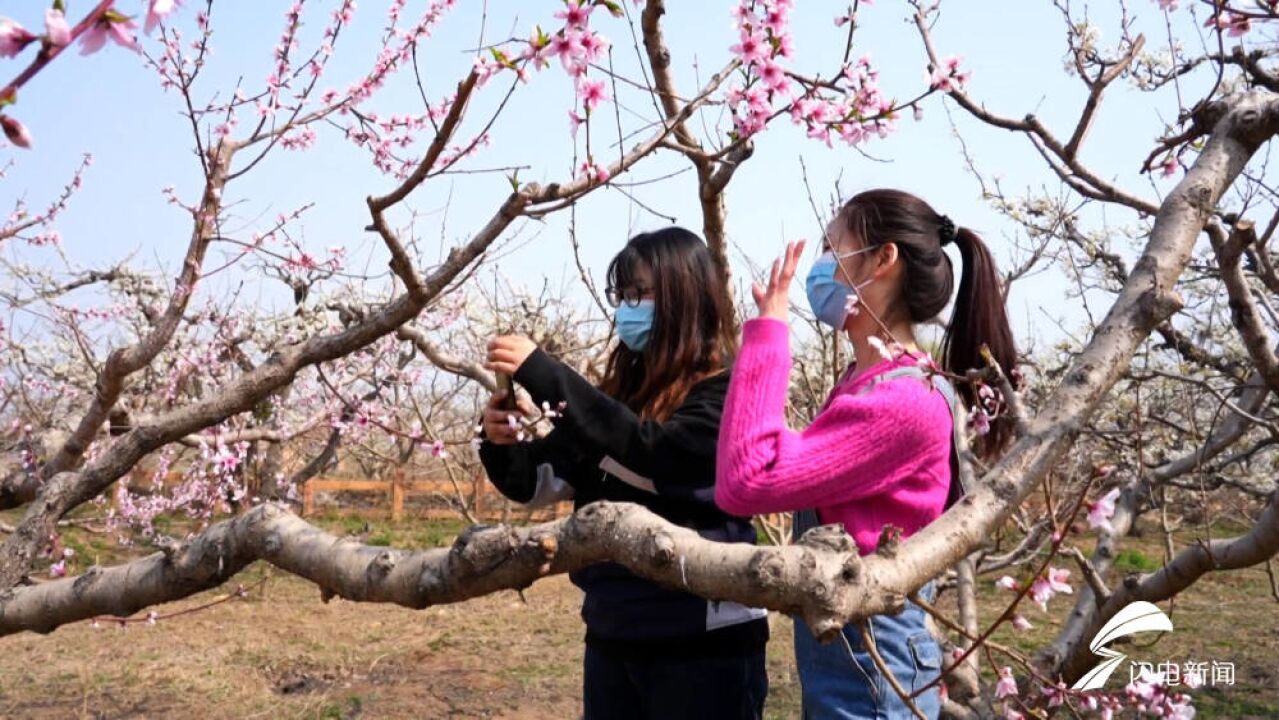 平原县:春暖梨花开 踏青好时节