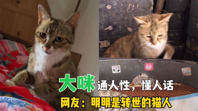 全网最操心的猫大咪,除了干好本职工作,还得服务好铲屎官