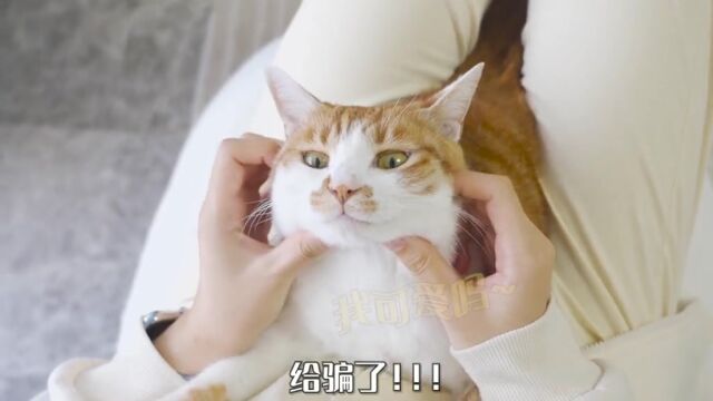 千万别被橘猫的外表给骗了,