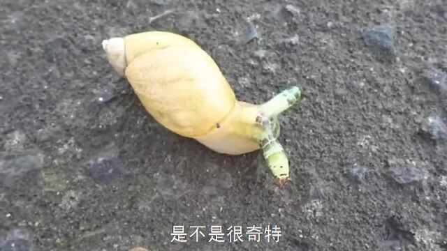 好奇怪的虫子,在蜗牛的触角里“疯狂蹦迪”,只为变成一坨屎!#奇闻#微观世界#蜗牛#寄生虫