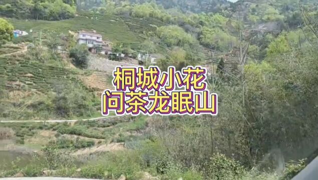 江北第一站六安瓜片金寨麻埠镇齐云山,第二站桐城小花桐城龙眠山