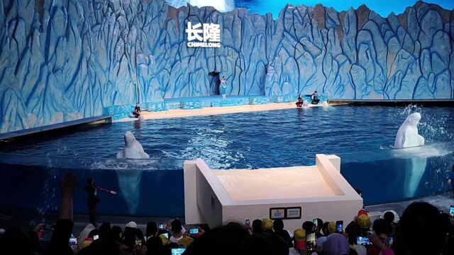 珠海之旅,长隆海洋公园白鲸表演,记录美好景色