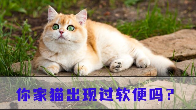 很多猫都会软便,你家的是不是也软便?