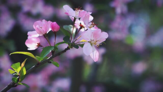 花开是诗,花落成词.遇见花开,守望美好