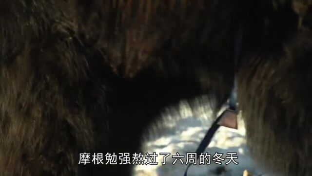 d196:摩根布置诱捕陷阱#山地硬汉#荒野求生