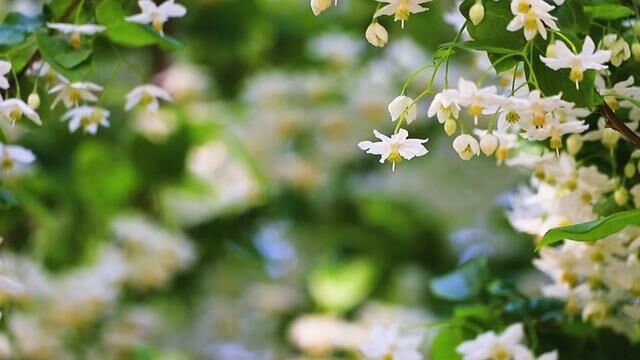 玄武湖国宝级秤锤花开了!它竟是地道的“老南京”!秤锤树原产中国江苏南京、江宁等地,为江苏省特产树种