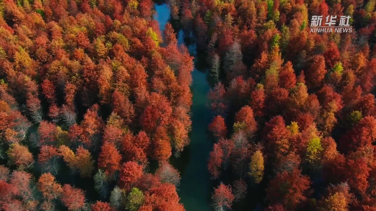 千城胜景|山东巨野:多彩湿地秋意浓