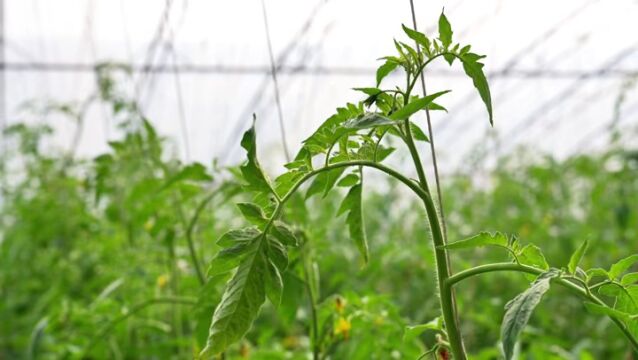 丑萌却味美——铁皮西红柿带你找回童年味道