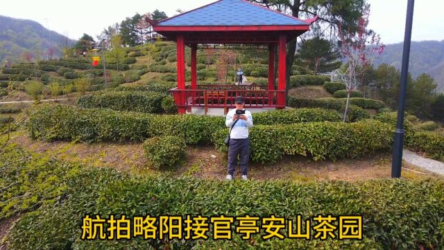 航拍秦岭:略阳安山茶园