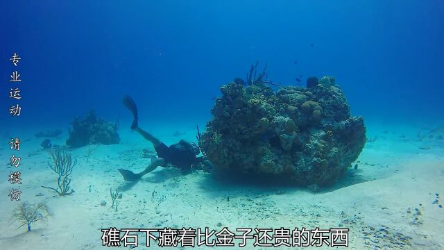 才遭海狼截胡鱼获,又遇鲨鱼抢劫金枪,郁闷!