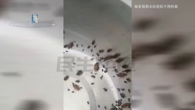 河南郑州:居民家中到处是虫,往床上爬还咬人?“吃饭的时候都往碗里爬”