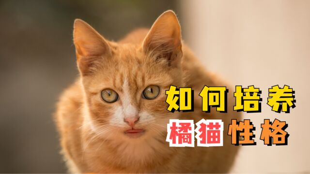 怎么培养橘猫性格好?试试以下方法