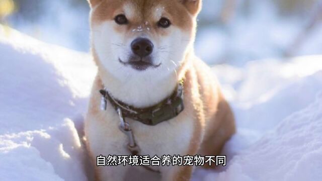 我国幅员辽阔,不同地域适合养什么样的宠物犬