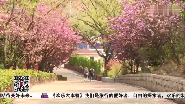 春风吹过处处是花海!青岛李沧区“林荫花道”春日绽放