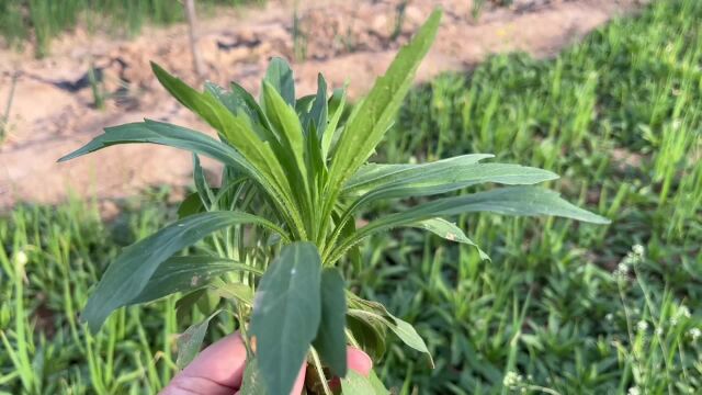 田间常见的植物,名字粗犷却有着较高生活价值,不愧是草中之宝