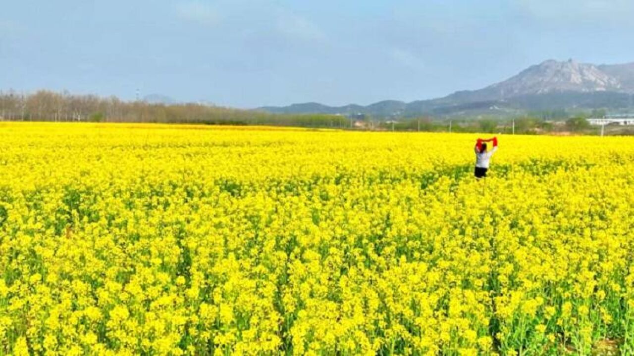 威海文登:油菜花开遍地“金”