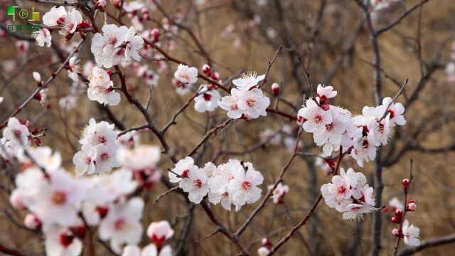 视频:兴安岭上兴安盟:醉美的地方!万亩野杏林 花开满眼春