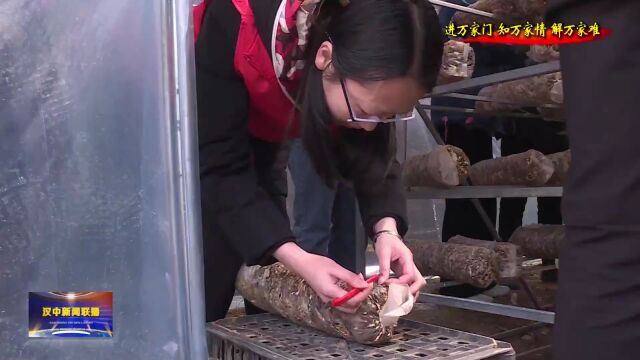 汉视新闻 | 留坝武关驿镇:菌棒加工生产忙 支部联建来帮忙