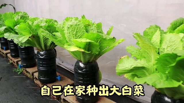 自己在家就能种出大白菜