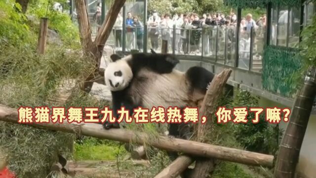 熊猫界舞王九九在线热舞,你爱了嘛?