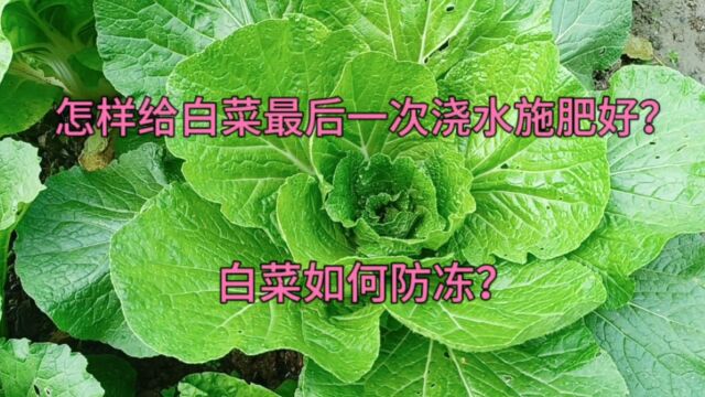 白菜如何防冻?给白菜最后一次浇水施肥,学会这招,白菜长的好