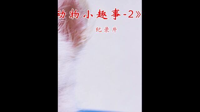 流浪狗妈妈怀了16胞胎,足足生了两天,当母亲太不容易了#神奇动物在抖音#纪录片 #狗狗 #关爱流浪狗 #狗狗生产