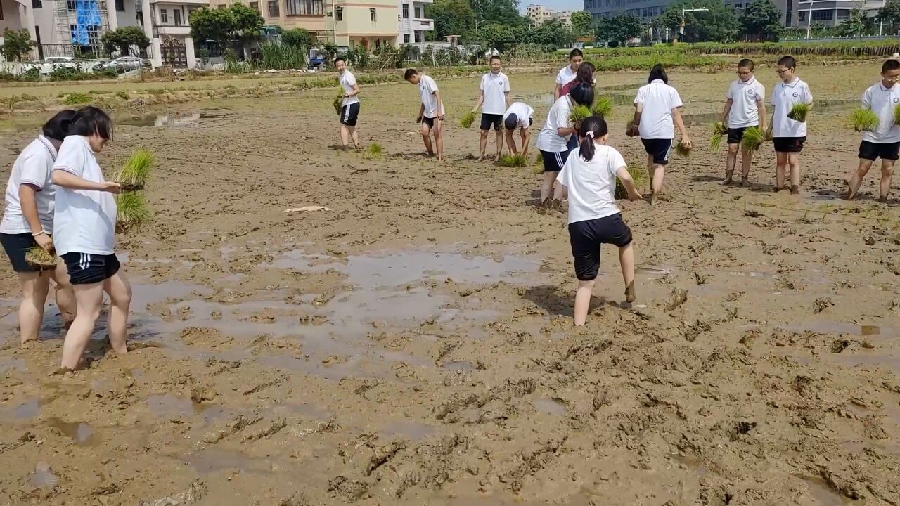 劳动光荣!广东131名中学生沉浸式体验插秧