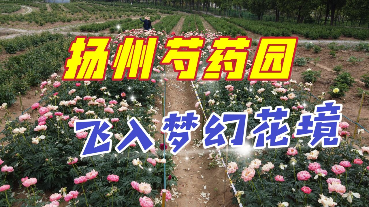 航拍扬州芍药园,飞入五彩斑斓梦幻花境,五月花神果然名不虚传