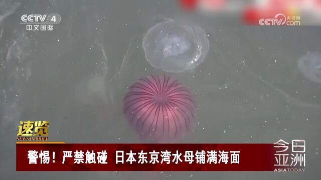 警惕!严禁触碰 日本东京湾水母铺满海面